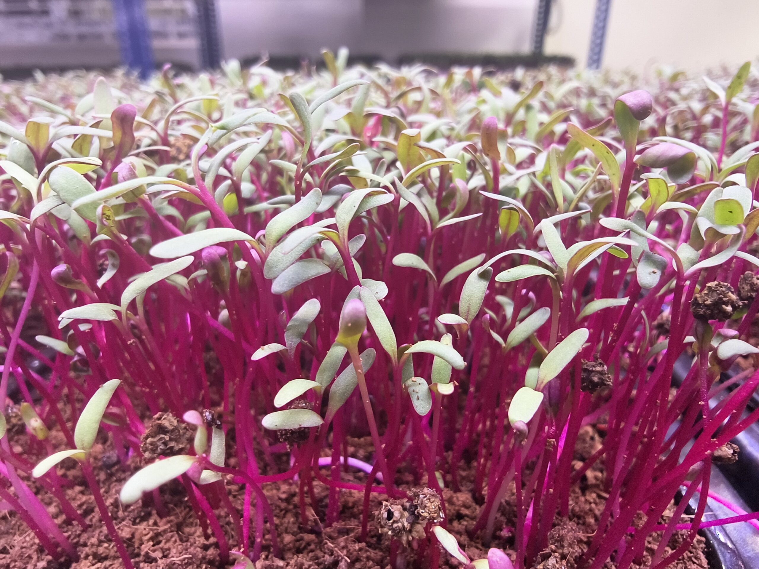 Beetroot Microgreens - Image 2