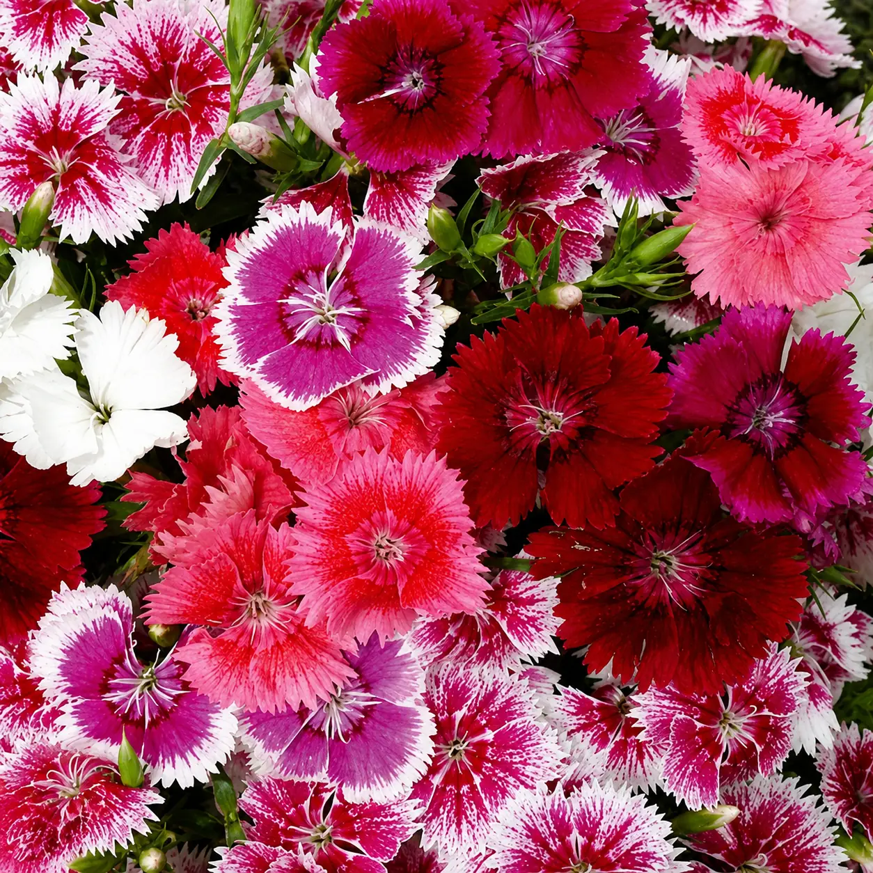 dianthus awesome-edible flowers