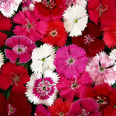 dianthus edible flower