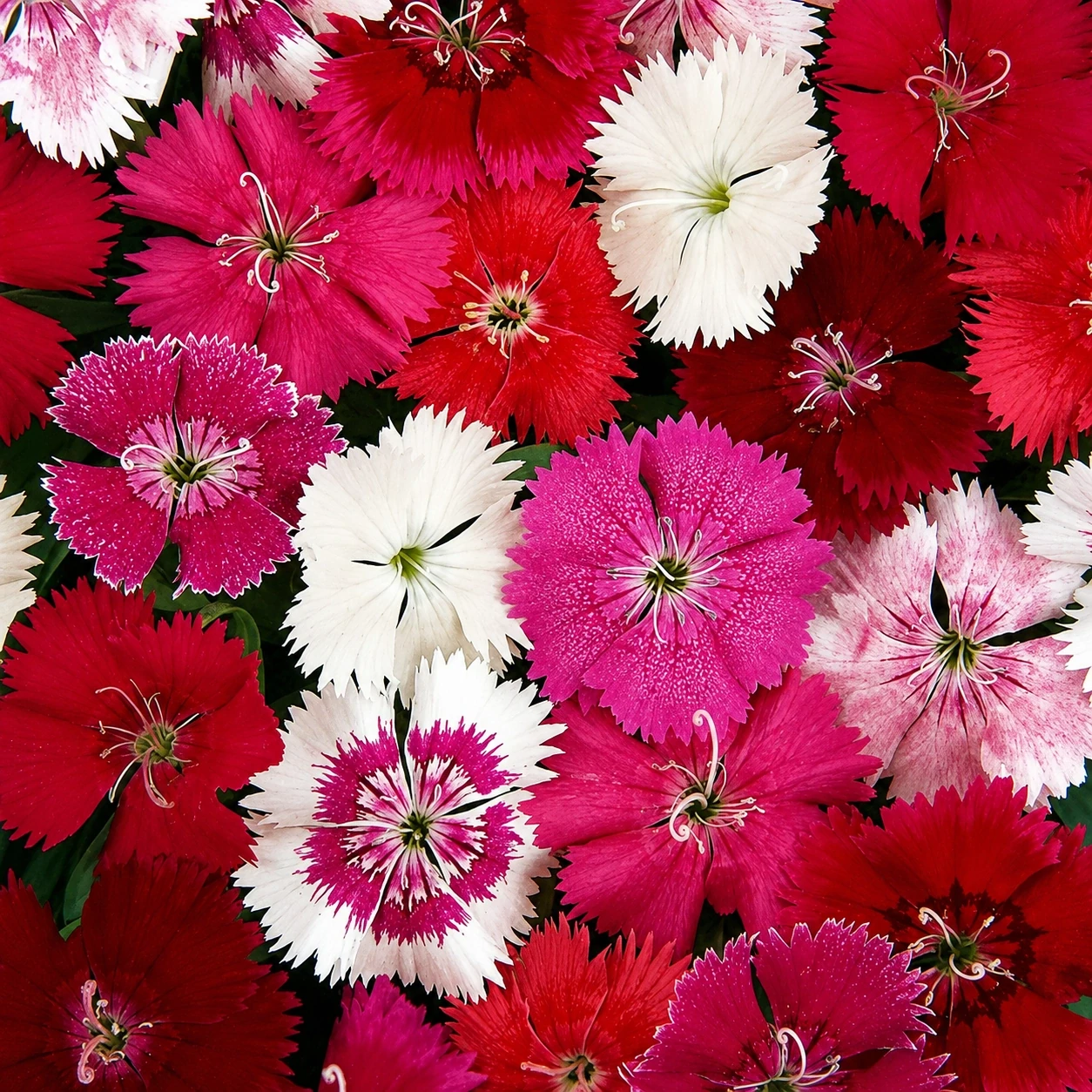 dianthus edible flower